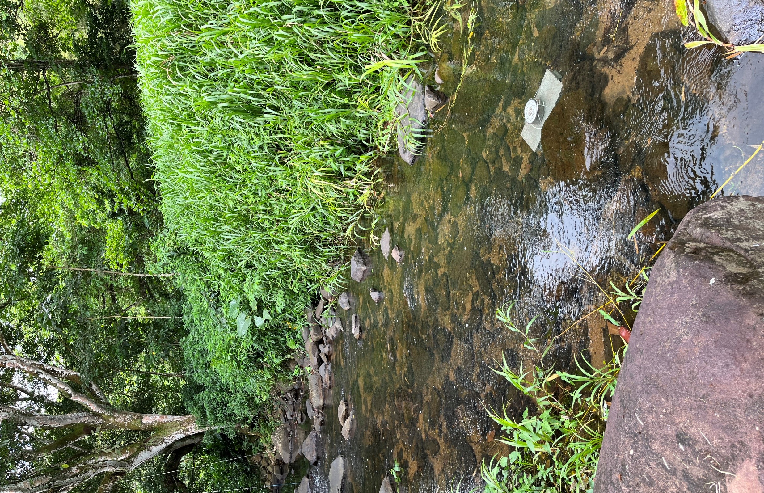 Echantillonneur passif de type POCIS posé dans la rivière Galion en Martinique