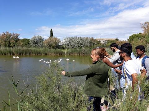 Damage camargue