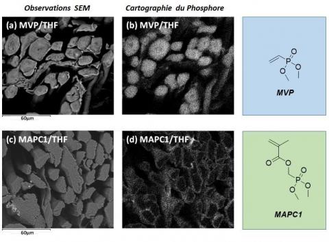 Cartographie du phosphore dans fibres de lin après radio-greffage de MAPC1 et MVP