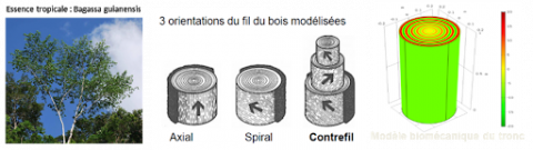 Modélisation numérique des propriétés mécaniques locales du bois (anisotropie, rigidité variable, angle du fil). Mise en évidence du rôle bénéfique du contrefil sur la rigidité macroscopique de torsion du tronc