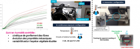 Variations dimensionnelles et comportement mécanique de plusieurs espèces de fibres végétales en conditions hygrothermiques contrôlées
